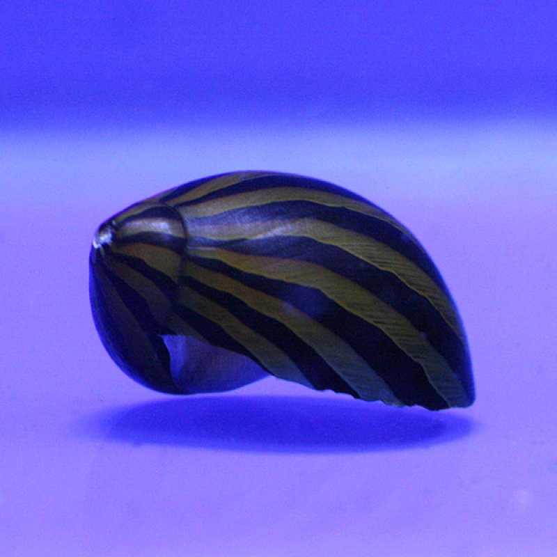 Zebra Snail