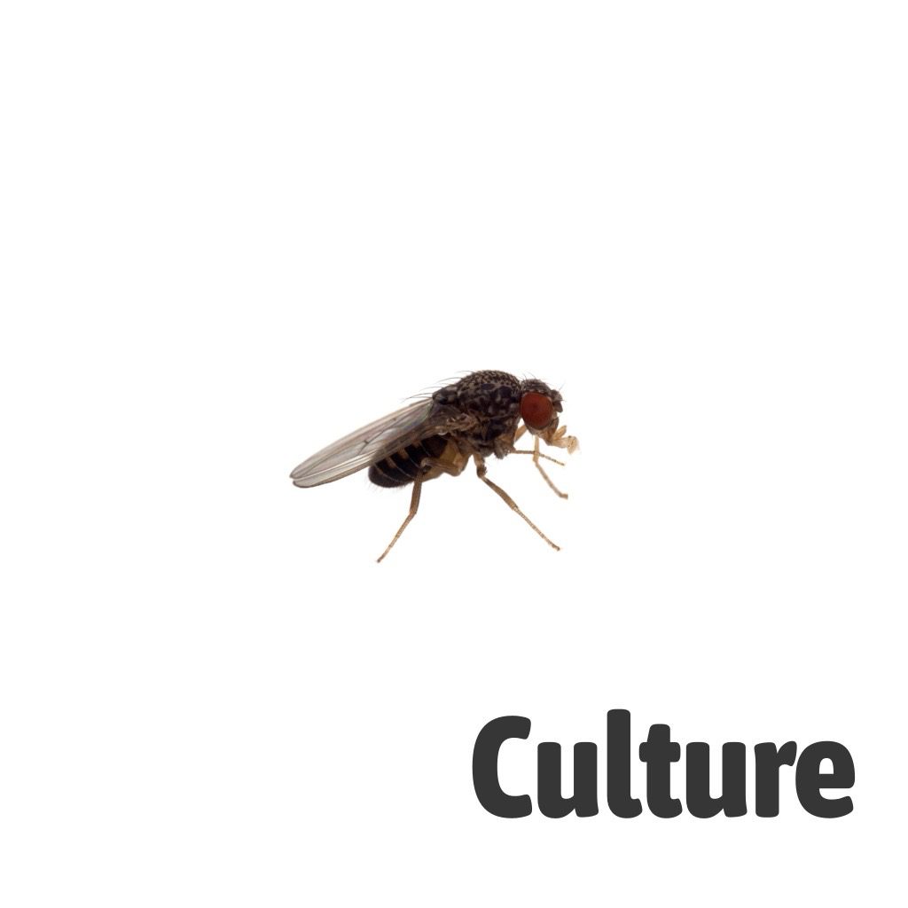Flightless Fruit Fly - Culture Pre Pack