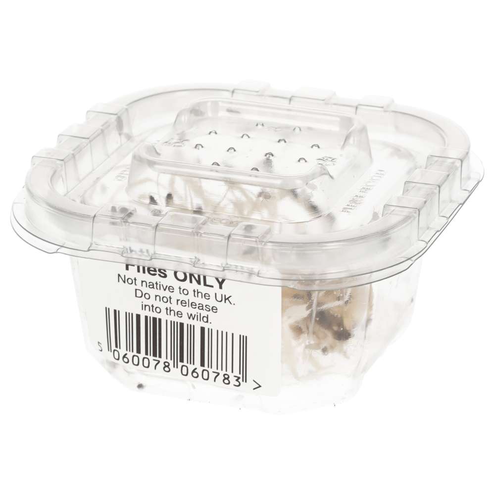 Flightless Fruit Fly - Flies Only Pre Pack