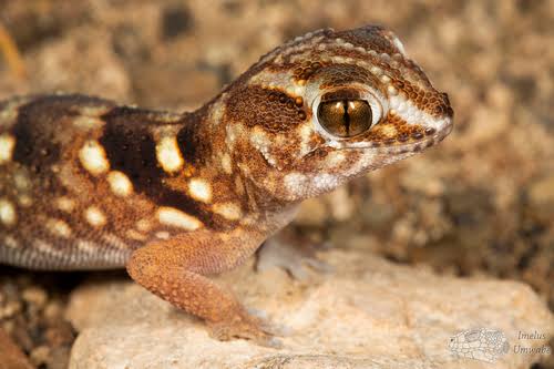 Namib Giant Ground Gecko