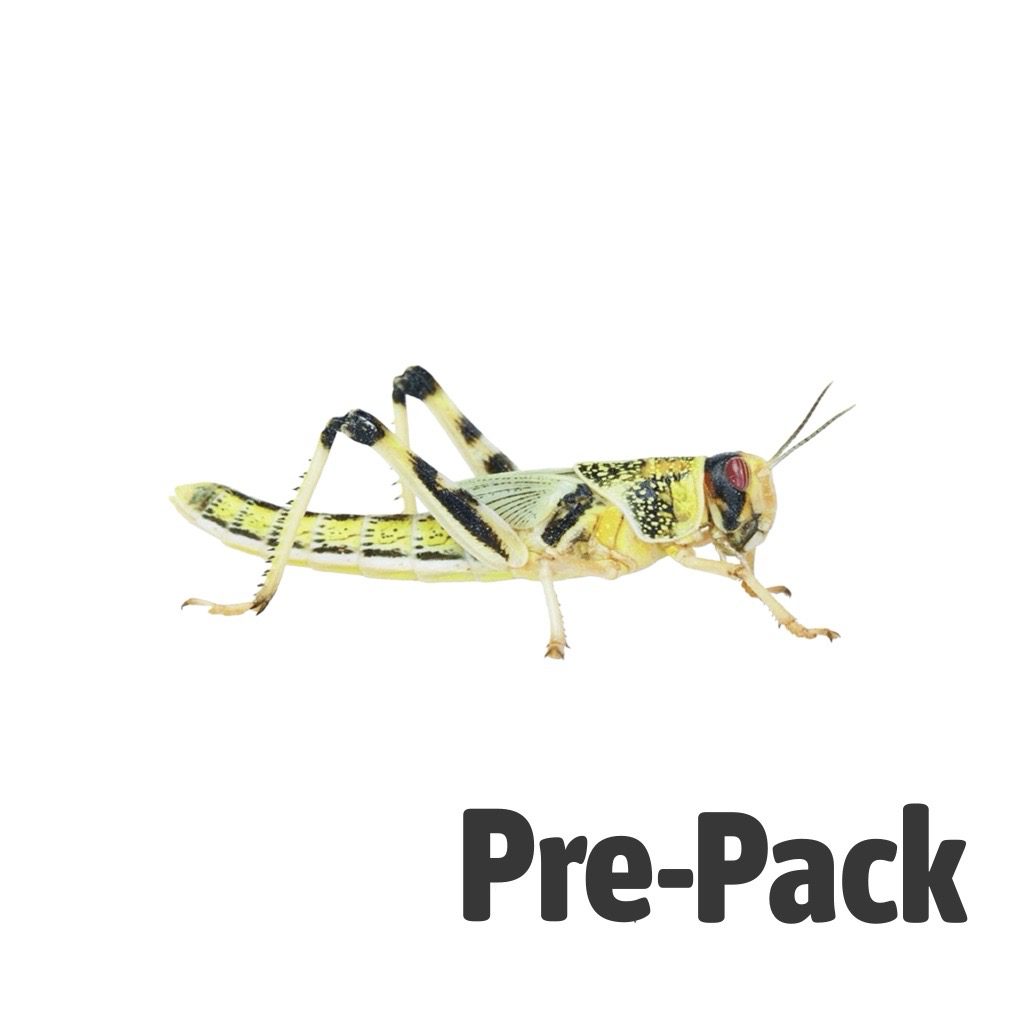 Extra Large Locusts Pre Pack