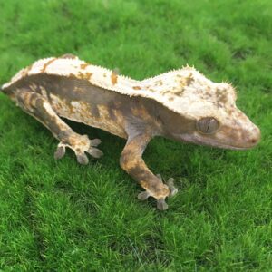 Dropped Tail Crested Gecko