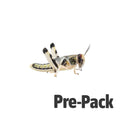 Large Locusts Pre Pack