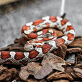 Carolina Corn Snake