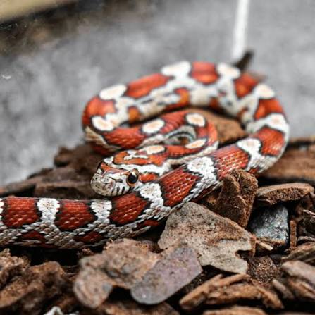 Carolina Corn Snake