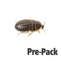 Large Dubia Cockroaches Pre Pack