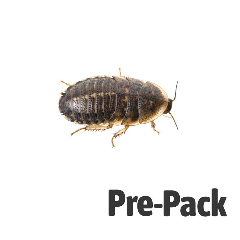 Large Dubia Cockroaches Pre Pack