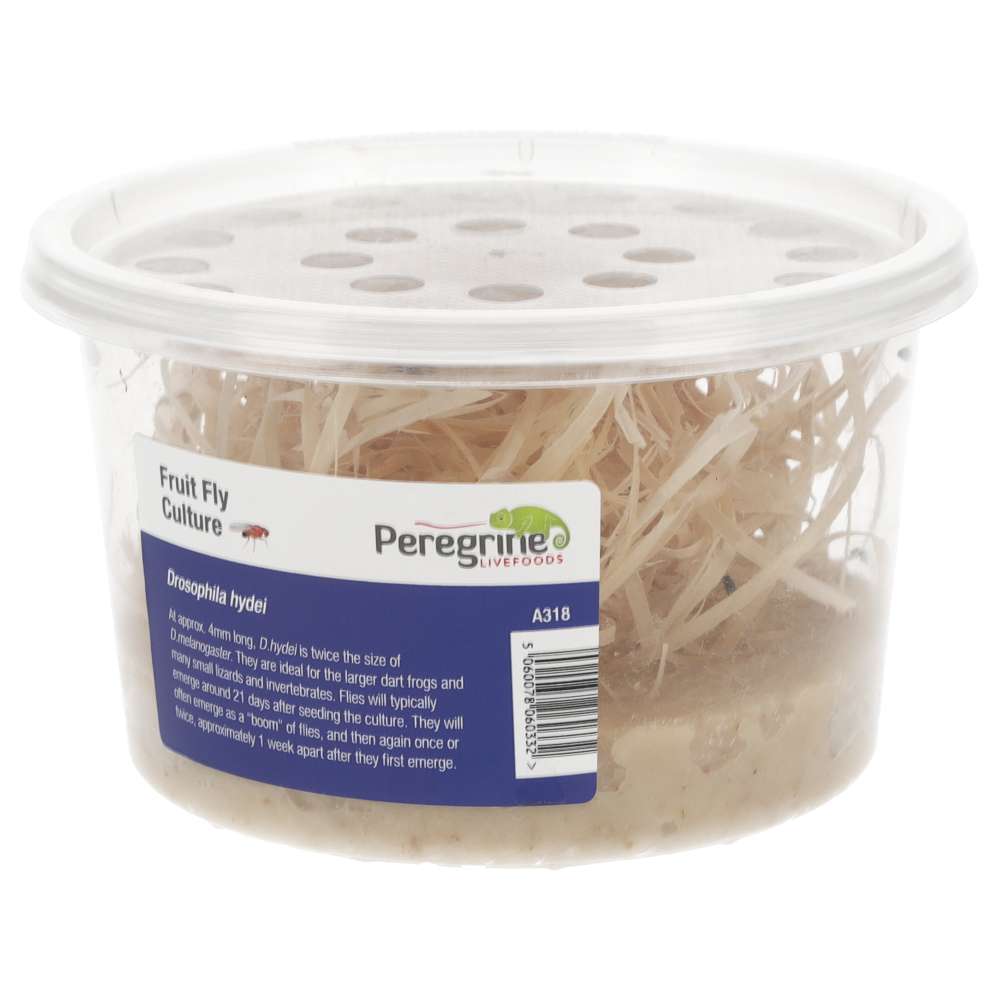 Flightless Fruit Fly - Culture Pre Pack