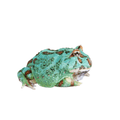 Blue Samurai Horned frog