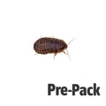 Medium Dubia Cockroaches Pre Pack