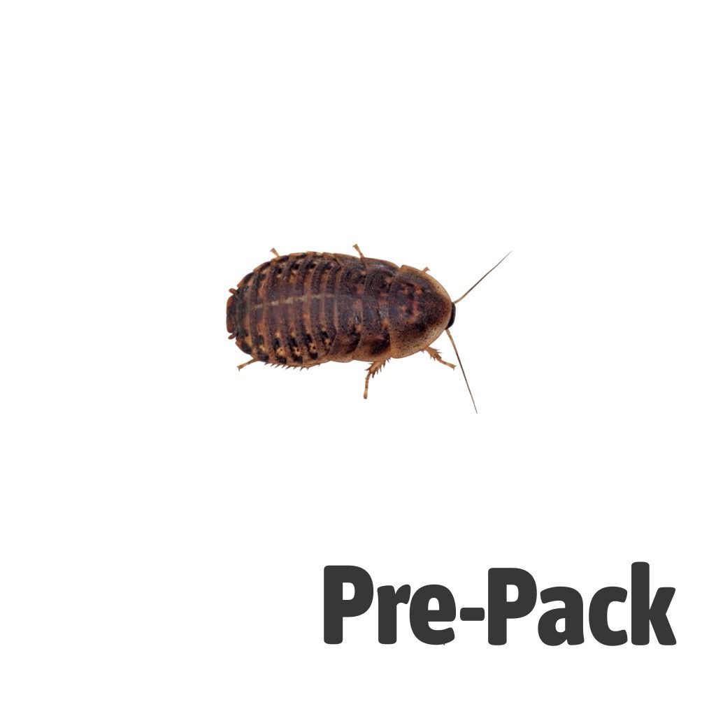 Medium Dubia Cockroaches Pre Pack