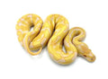 Male Enchi Albino Royal Python