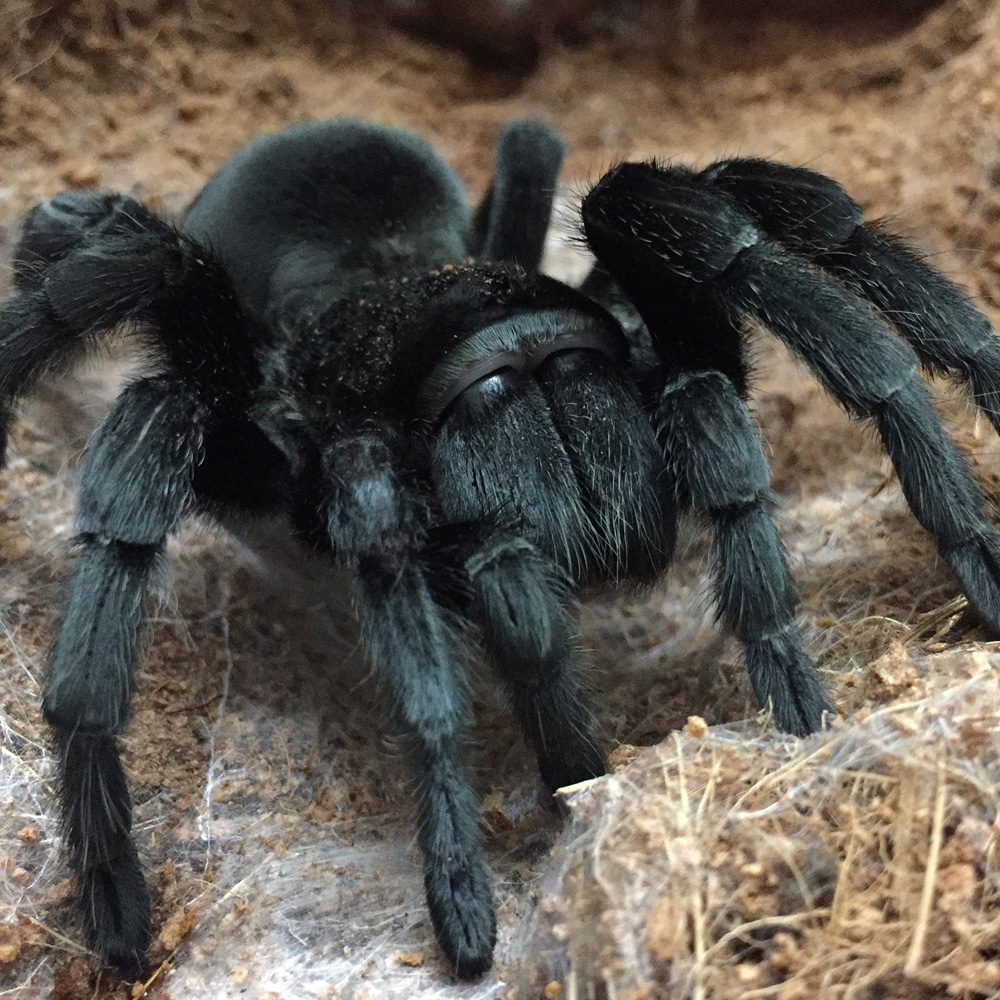 Brazilian Black & White Tarantula