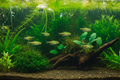 Kubotai Rasbora