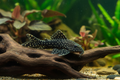 L471 Mini Snowball Pleco