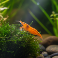 Orange Shrimp