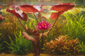 Red Lily