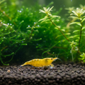 Yellow Shrimp
